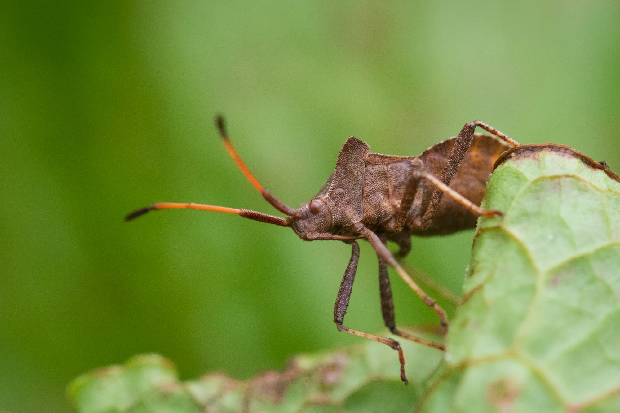 Shield bug?, orchard, Penryn. 2019.